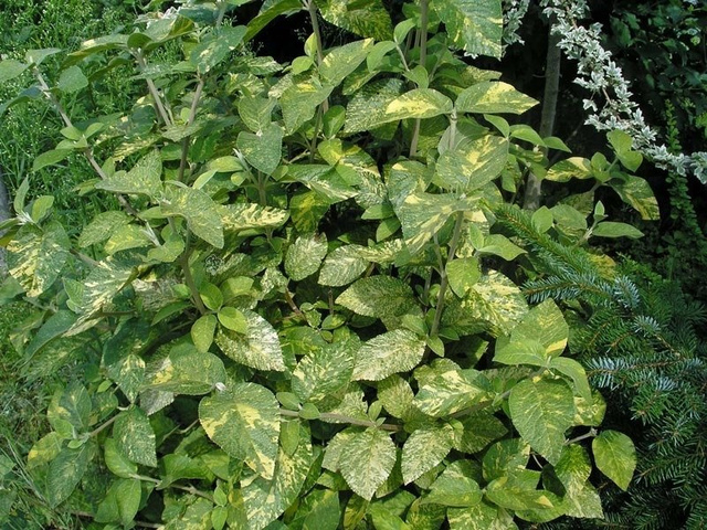 Kalina hordowina Aureovariegata Viburnum lantana P9