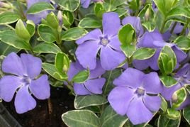 Barwinek pospolity Ralph Shugert Vinca minor C2
