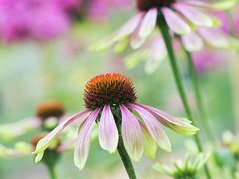 Jeżówka Green Envy Echinacea C2