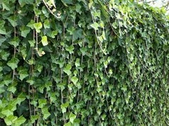 Bluszcz irlandzki Hedera hibernica P9