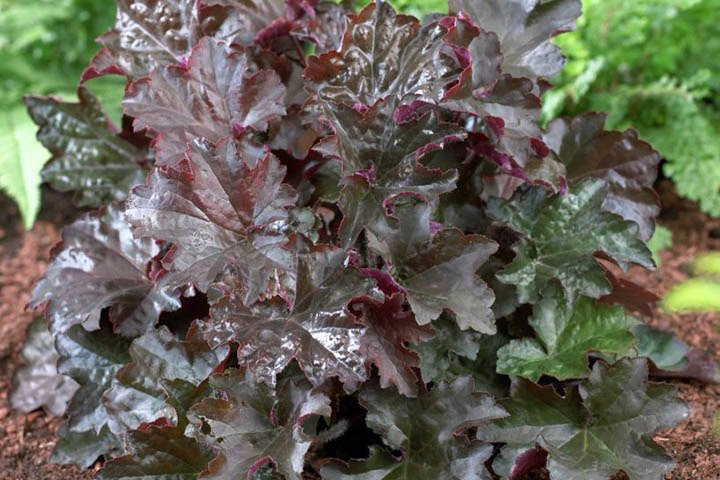 Żurawka Palace Purple Heuchera micrantha C2