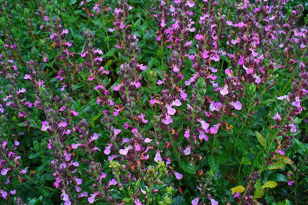 Ożanka właściwa Teucrium chamaedrys P9