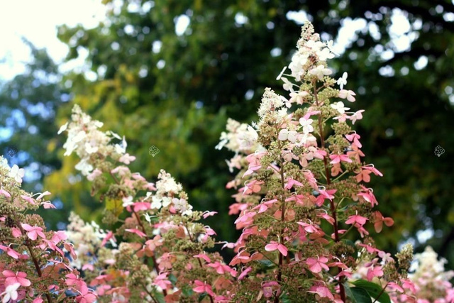 Hortensja bukietowa Pink Diamond Hydrangea paniculata P9