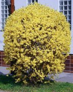 Forsycja pośrednia WEEK-END PBR Forsythia intermedia C3