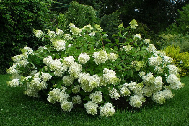 Hortensja bukietowa Grandiflora Hydrangea paniculata C2