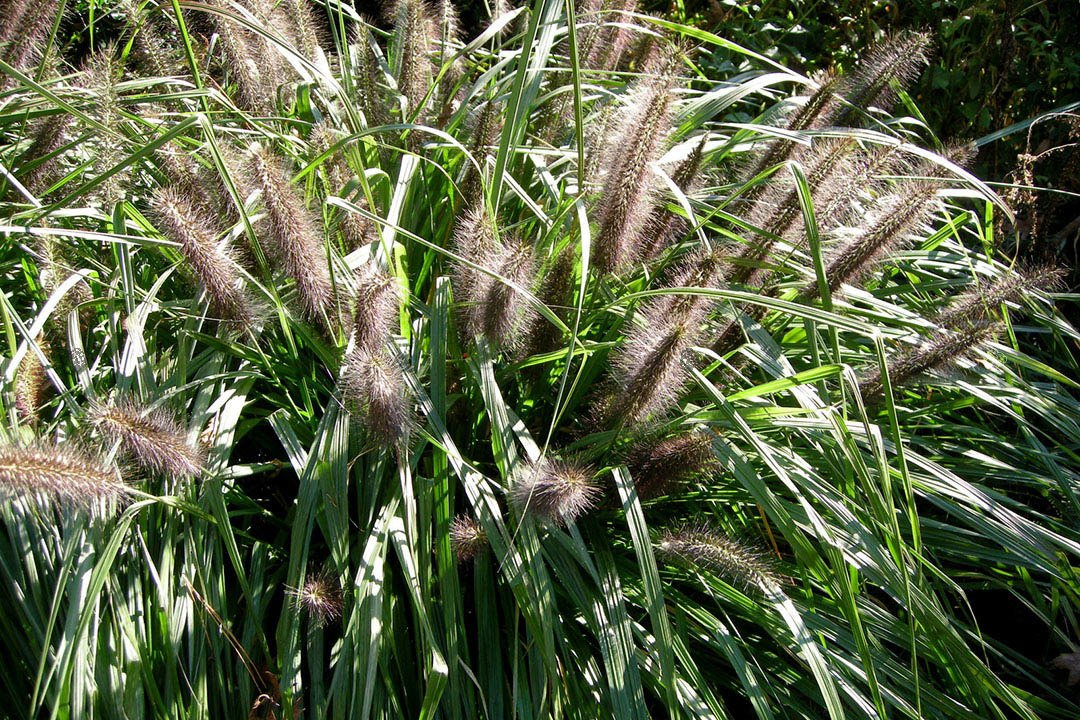 Rozplenica japońska Moudry Pennisetum alopecuroides C2