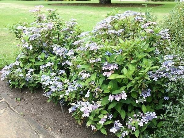 Hortensja piłkowana Bluebird Hydrangea serrata C3