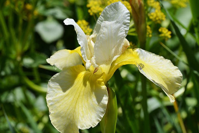 Kosaciec syberyjski Butter and Sugar Iris sibirica P9