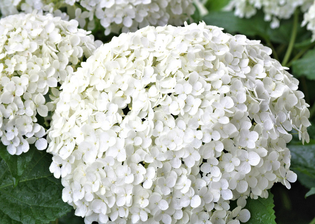 Hortensja drzewiasta Annabelle Hydrangea arborescens C5