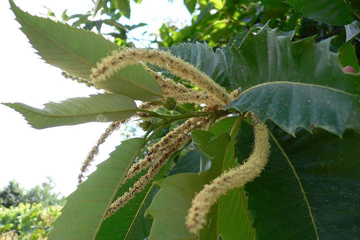 Kasztan jadalny Castanea sativa P9