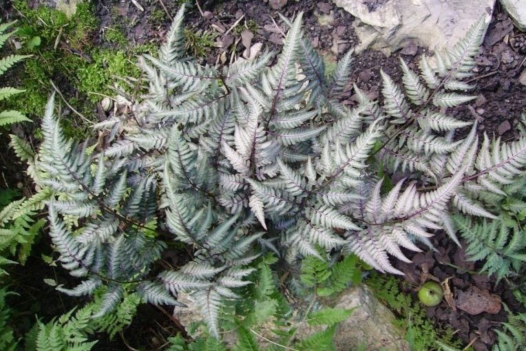 Wietlica japońska Ursula's Red Athyrium niponicum C2