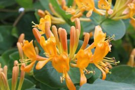 Wiciokrzew Tellmana Lonicera tellmaniana P9