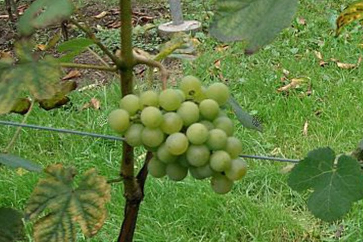 Winorośl Iza Vitis C5