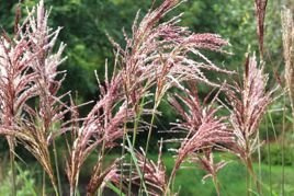 Miskant chiński Malepartus Miscanthus sinensis C5