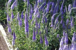 Przetacznik kłosowy Nana Blauteppich Veronica spicata P9