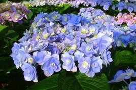 Hortensja ogrodowa You&Me Passion PBR Hydrangea macrophylla P9