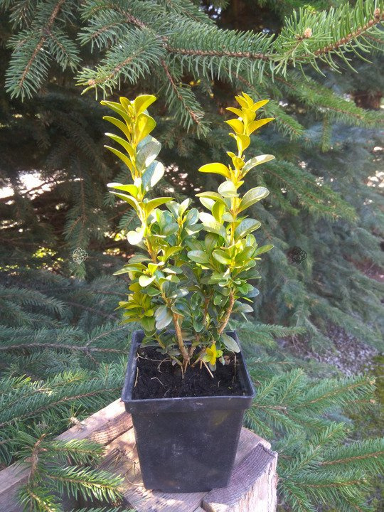 Bukszpan wieczniezielony Buxus sempervirens P9