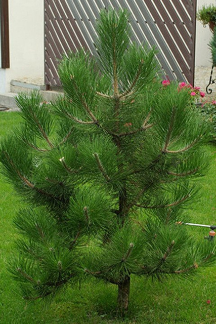 Sosna czarna austriacka Pinus nigra var.austriaca C3