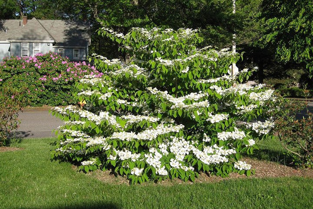Kalina japońska Watanabe Viburnum plicatum C2