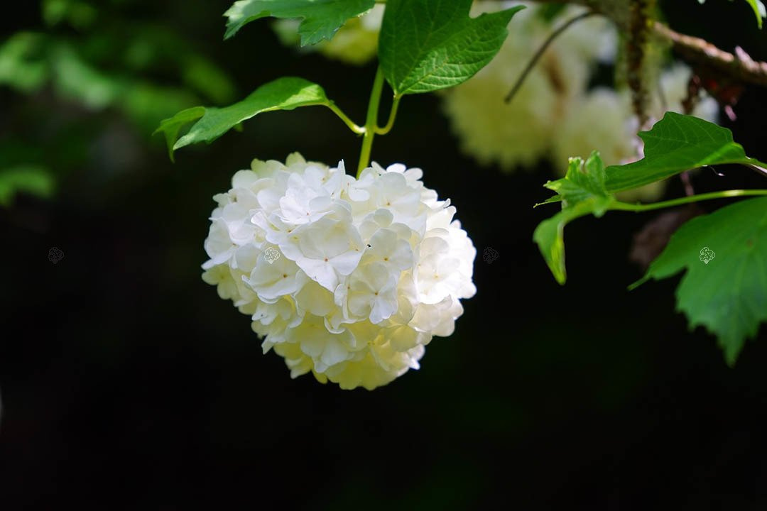Kalina koralowa Roseum Viburnum opulus P9