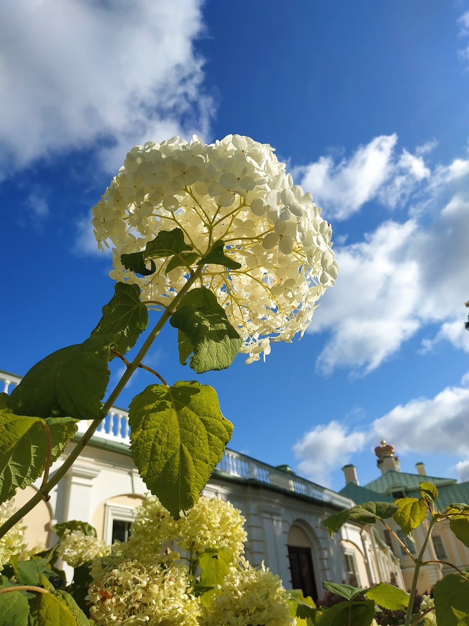 Hortensja drzewiasta Annabelle Hydrangea arborescens C2