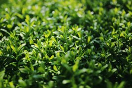 Ligustr pospolity Ligustrum vulgare C5