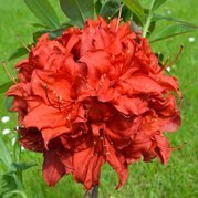 Azalia wielkokwiatowa Doloroso Rhododendron C4