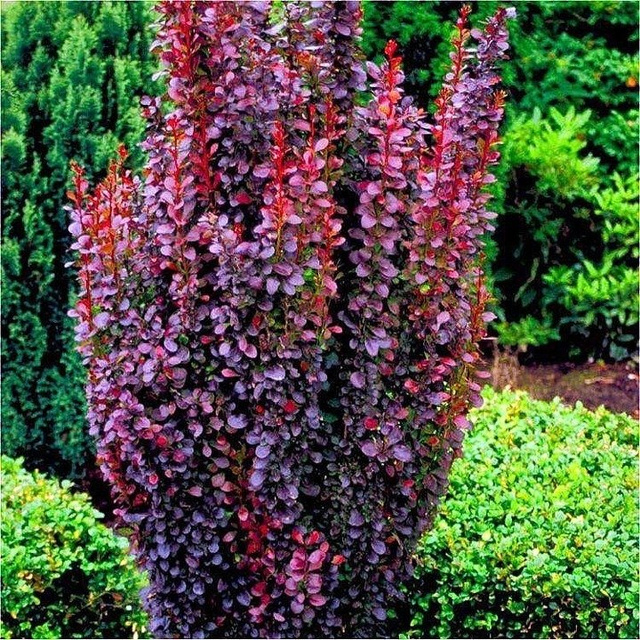 Berberys Thunberga Helmond Pillar Berberis thunbergii C2
