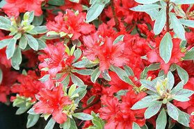 Azalia japońska Hot Shot Variegated Rhododendron obtusum C2