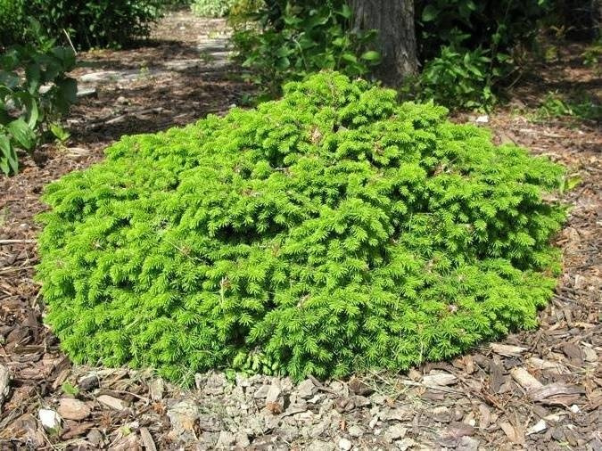 Świerk pospolity Little Gem Picea abies C2