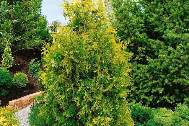 Tuja Brabant Gold Thuja occidentalis Golden Brabant PBR C5