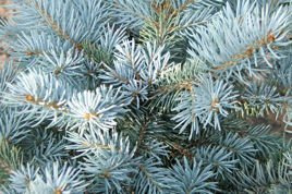 Świerk kłujący Kaibab Picea pungens C1