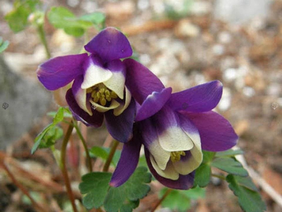 Orlik wachlarzowaty Jewel Deep Purple Aquilegia flabellata P9