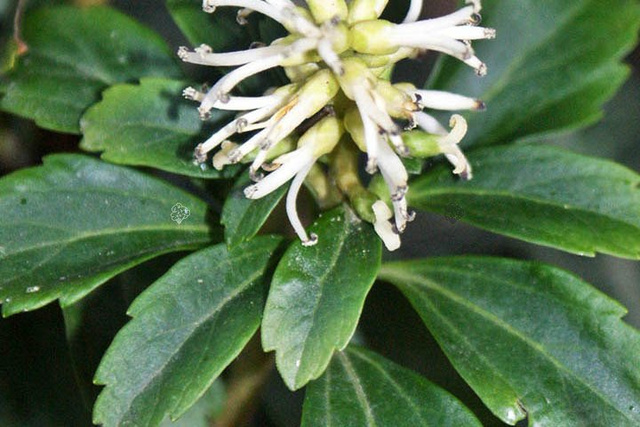 Runianka japońska Green Sheen Pachysandra terminalis P9