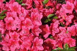 Azalia japońska Little Red Rhododendron obtusum C2