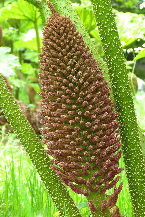 Gunnera olbrzymia Gunnera manicata P11