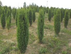 Jałowiec pospolity Sentinel Juniperus communis C2