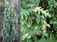 Cyprysik Lawsona Ellwoodii Chamaecyparis lawsoniana P9