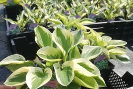 Funkia Brim Cup Hosta C2