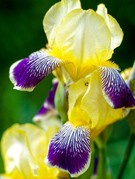 Kosaciec Nibelungen Iris germanica C1