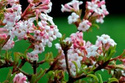 Kalina wonna December Dwarf Viburnum farreri P9