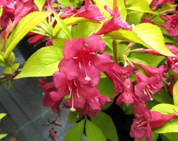 Krzewuszka Briant Rubidor Olympiade Weigela C3