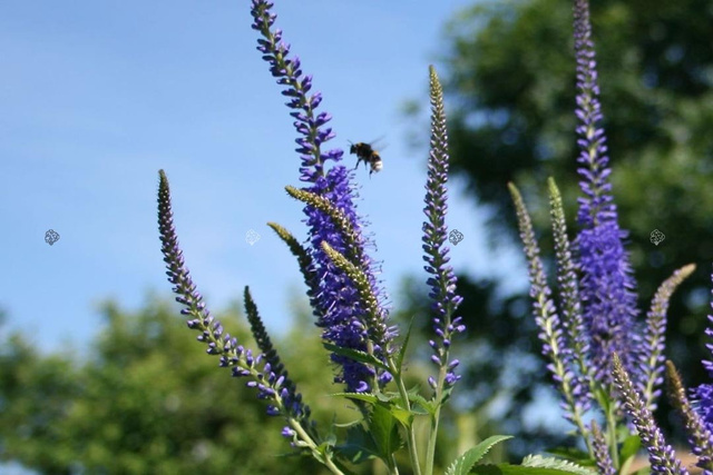 Przetacznik długolistny Blauriesin Veronica longifolia C2