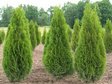 Tuja Flevoland Thuja occidentalis P9