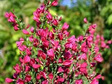 Żarnowiec Burkwoodii Cytisus P9