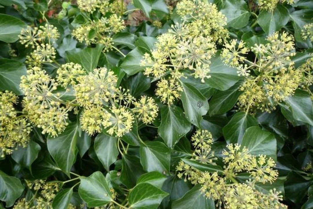 Bluszcz pospolity Arborescens Hedera helix P9