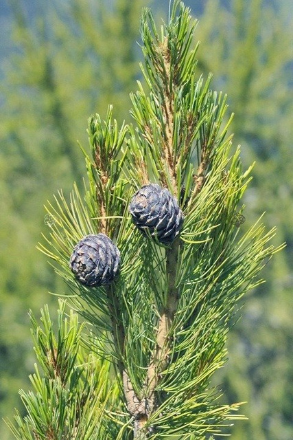 Sosna limba Pinus cembra C2