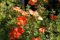 Pięciornik krzewiasty Red Ace Potentilla fruticosa C2