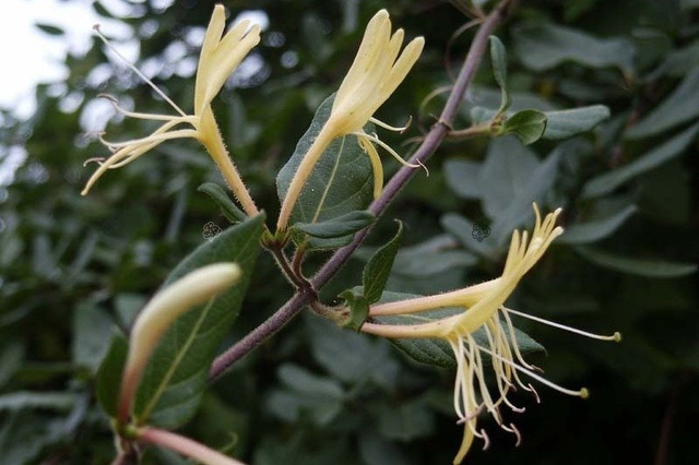 Wiciokrzew zaostrzony Lonicera acuminata