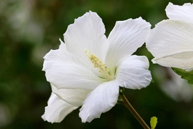 Ketmia syryjska Eleonore PBR Hibiscus syriacus C7,5